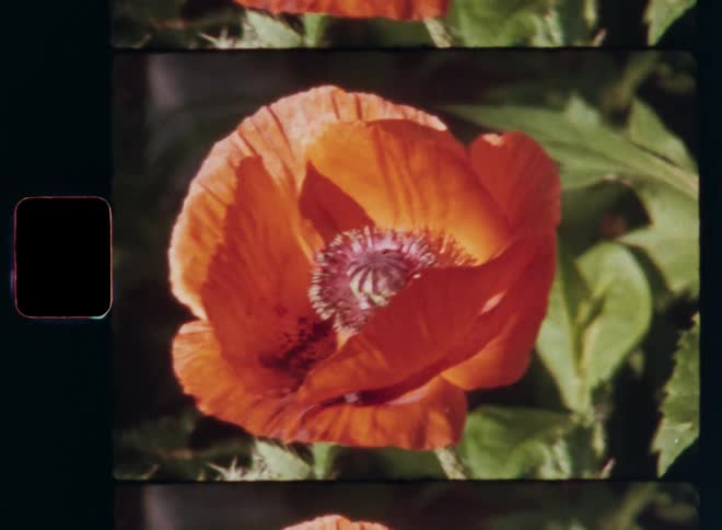 Bright sun light or ray shines on the single poppy flower with large petals and colourful flower pistils filled with pollen and seeds symbolizing abundance and the beauty of Mother Nature in the open field