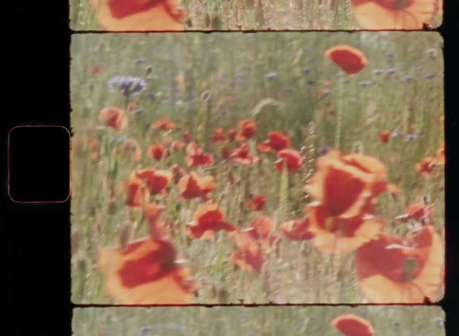 Flower garden with red and purple tulips or poppies on a bright summer day with warm sunshine illuminating the orange petals making them glow with contrast in the green field on old Super 8 film footage
