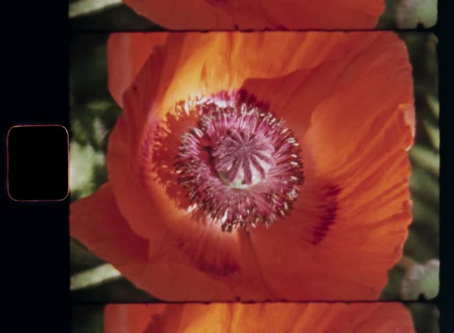 Authentic super 8 film footage zooming in onto the center of a vibrant red or orange poppy flower blossoming in the warm sunlight with colourful pollen grains or farina surrounded by large petals in the middle of green leaves