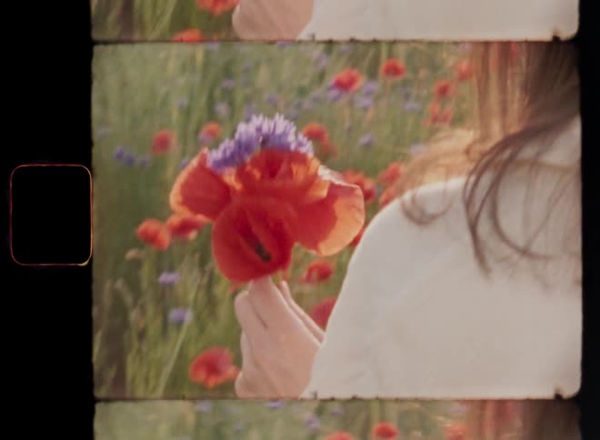 Unrecognizable brunette woman walking through a field of wildflowers holding purple cornflowers and orange or red poppy flowers in her hand as the warm sun shines onto the young female enjoying the beauty of nature and the outdoors