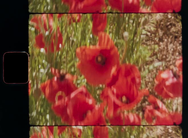 Dynamic handheld Super-8 film footage as closeup view of bright red poppies with dark centers in a field of green foliage in warm sunshine during spring with shaky camera movement while walking through a field of flowers