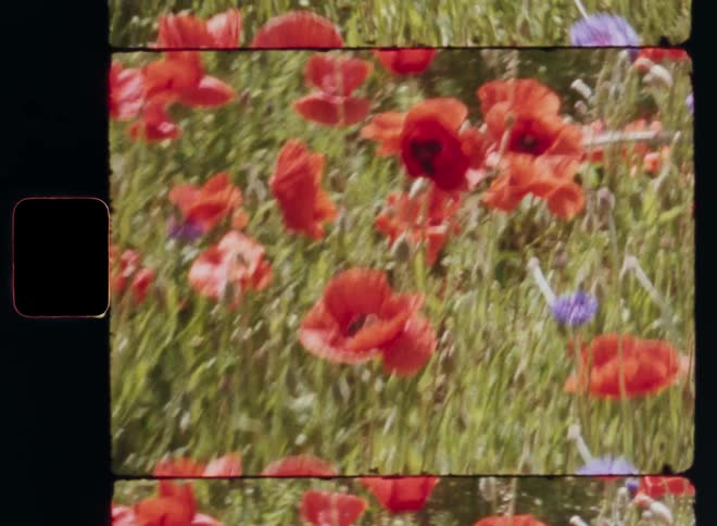 Handheld dynamic 8mm film footage of a field of vibrant red poppies and lilac or purple flowers growing in the grass caught on vintage film with shaky camera movement while walking through the colorful high vegetation