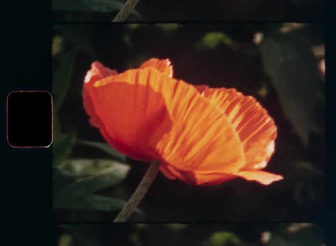 The red orange poppy flower is illuminated by bright sunlight shining on a warm spring day making the petals glow with vibrant colors in the bushy garden during golden hour in the evening time of a warm springtime day