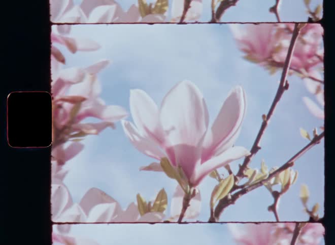 Handheld Super 8mm close up of white and pink magnolia tree blossoming and flowering as the branches are covered in beautiful flowers with blue skies and clouds in the background with a dreamy vibe