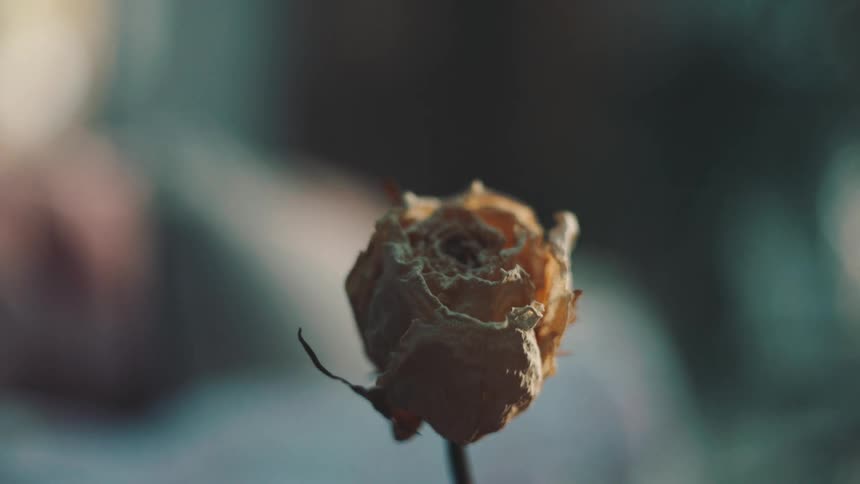 Closeup on a dry rose
