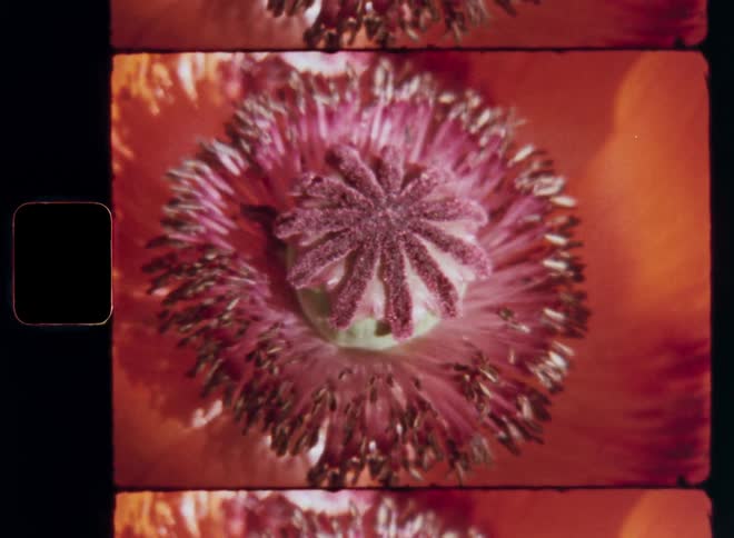 A closeup view of a vibrant pink and orange poppy flower with red petals and pollen grains after being pollinated by pollinators caught on vintage film zooming in with dynamic movement