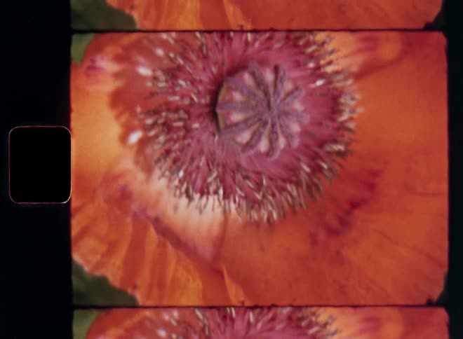 Super 8 macro closeup with upward tilting camera movement of the detailed pistil of a red poppy flower with vibrant orange petals swaying in the breeze in sunshine