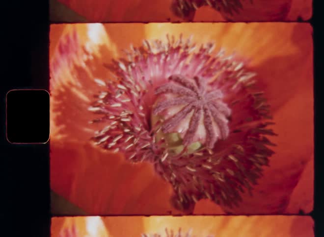 Detailed Super 8 macro shot of a vibrant poppy flower with red or orange petals and pistils covered in pollen grains and nectar that sways or moves in the wind or breeze on a sunny spring day in the flower garden or backyard of a rural house