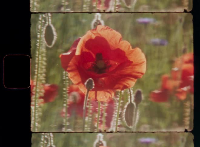 Super 8 close-up of a green field covered with wild flowers such as red poppies and lilac or purple cornflowers while a single poppy with large petals and vibrant colors is backlit by the bright sunlight with great contrast