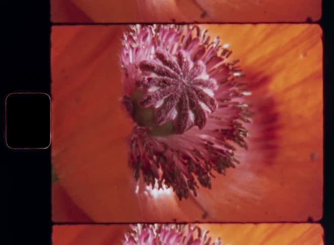 Super 8mm macro close up of the pistil of a red or orange poppy flower with vibrant petals in the bright sun shine as the beautiful and stunning colors glow in the warm light with upward tilting camera movement