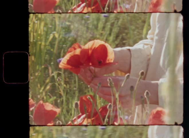 Super 8mm close up of the hands of a young white woman in linen shirt picking two large red poppy flowers before she raises them to her chest in the warm sunlight while standing in a green field enjoying leisure time and the beauty of Mother Nature