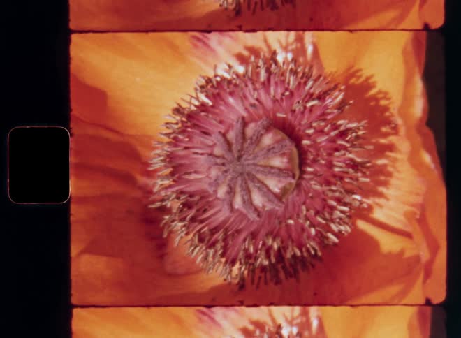 Extreme macro closeup of a poppy flower with orange or red petals and a pink pistil core that is swaying or moving in the light wind or breeze as the shadow of another plant caused by bright sunshine flickers and covers the blossom
