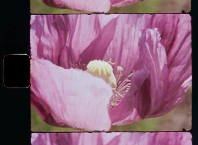 Vintage Super-8 Macro close up of very large pinkish lilac or purple poppy flower blooms outdoors on a sunny day as the sunrays shine onto the vibrant petals and the colourful pistils while the plant sways in the breeze