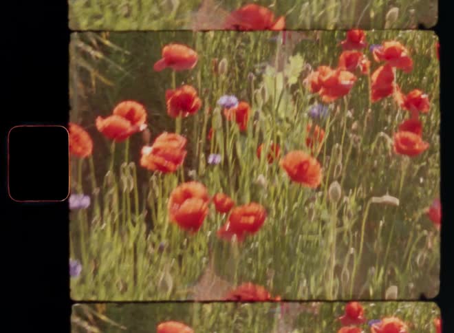 Dynamic Super 8 film footage with shaky camera movement walking through a field of red poppies and blue corn flowers blooming in spring in bright sunlight as the sunrays shine into the vintage Super-8 camera causing lens flare