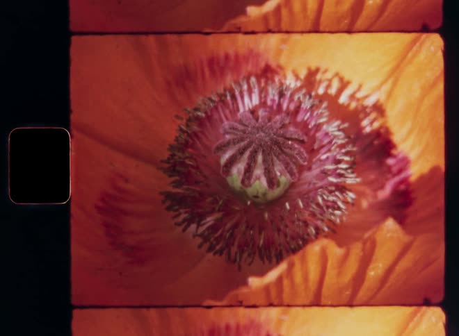 Detailed Super 8mm macro close up of the interior structure of a wide open poppy flower with orange petals and pink pistils in the center surrounded by pollen grain with vintage film burn