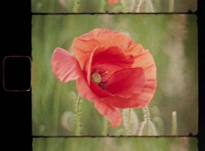 A wonderful and beautiful red or orange poppy flower with vibrant petals is in full blossom in a field of wildflowers during a warm springtime day in the early morning sun that shines creating a peaceful atmosphere with a greenish background