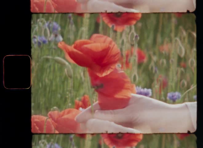 The soft hands of a young woman are holding and spinning two vibrant red poppy flowers as the bright sunlight shines from the rear causing the petals to glow and a retro lens flare with daydream and hipster vibes on Super 8mm