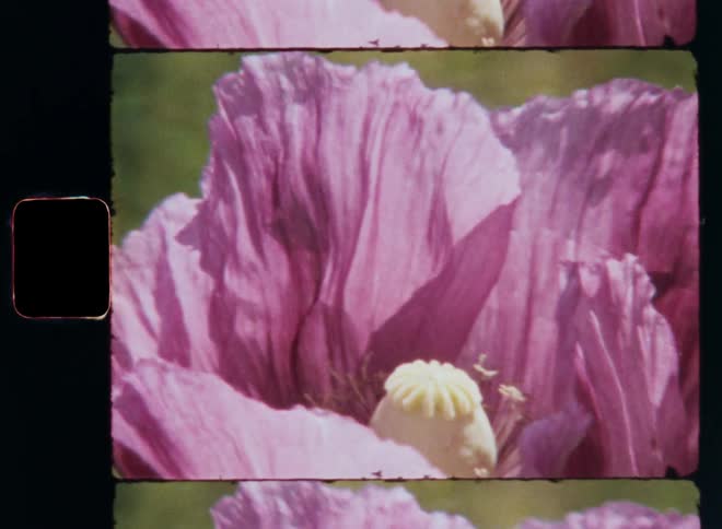 Dynamic Super 8 macro closeup of a large pink purple or lilac poppy flower with vibrant colors and detailed petals and a visible yellow stamen and poppy seeds as the sun shines on a warm spring time evening