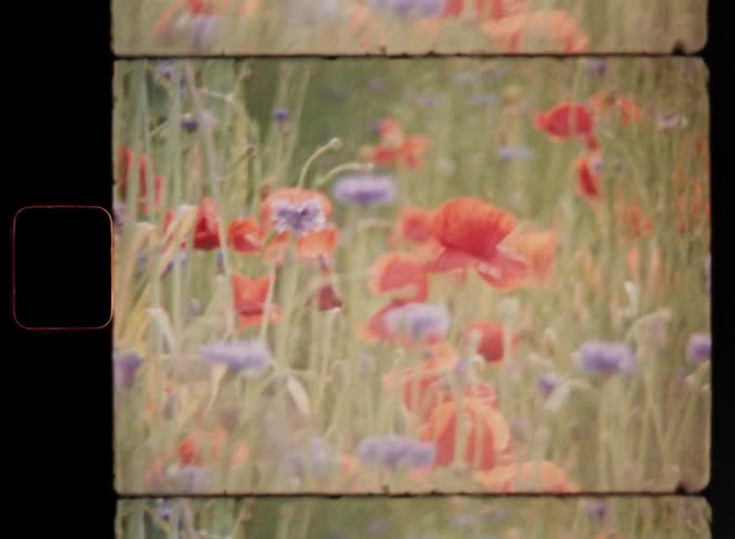 Super 8mm tele shot of many red poppies and purple corn flowers growing in a grassy field among grains and other plants during the middle of a sunny day in springtime