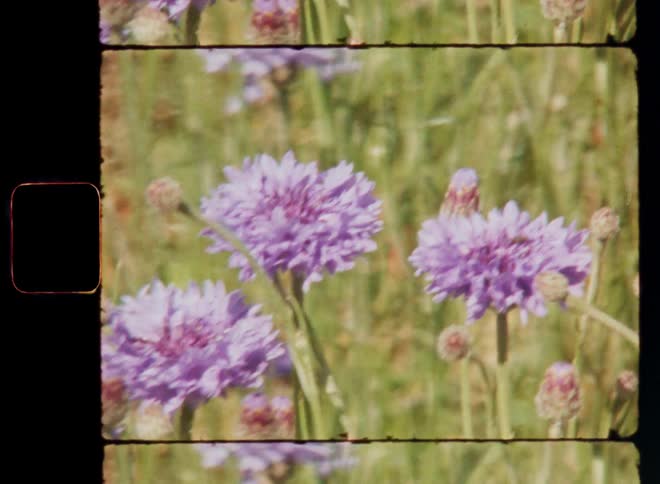 Super-8 closeup of open blossoming purple cornflowers and closed buds in the green flower bed of a lovely garden or backyard on a sunny summer day with warm temperatures and a light breeze on the countryside