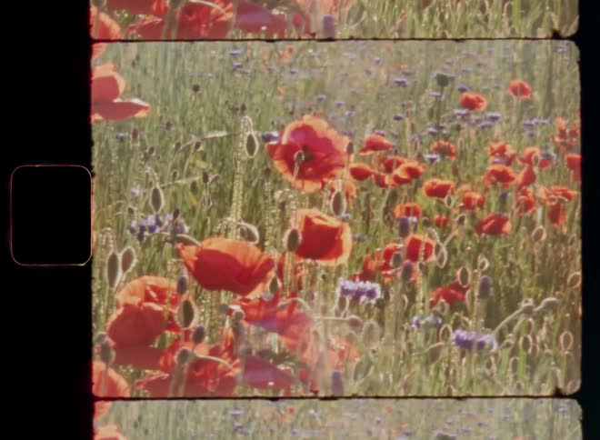 Orange poppies and purple cornflowers grow in a greenish field with great biodiversity and an abundance of flowering plants and pollinating insects as the petals glow in the bright sunshine
