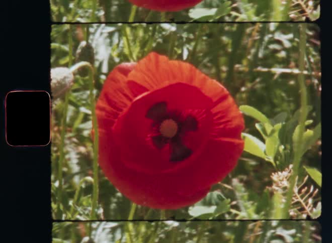 Frontal closeup of a single vibrant red poppy flower with a dark center surrounded by green foliage leaves and other plants in a flower bed in a garden or park backlit by the bright sun shining in good weather
