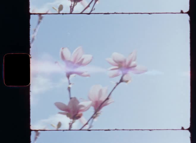 Dynamic Super 8 closeup of pink magnolia tree or bush blossoming on a sunny spring day as the branches with a few flowers move in front of the blue sky with white clouds and the sun shines causing glare and lens flare