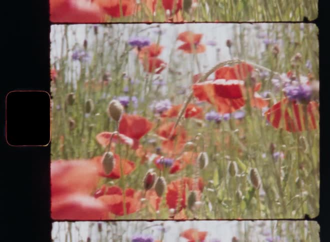 Pulling focus of a retro Super 8 film camera in a colorful garden or wild field with purple cornflowers and orange poppy flowers or poppies as they are in full blossom and move or sway in the wind or mild breeze on a warm spring day