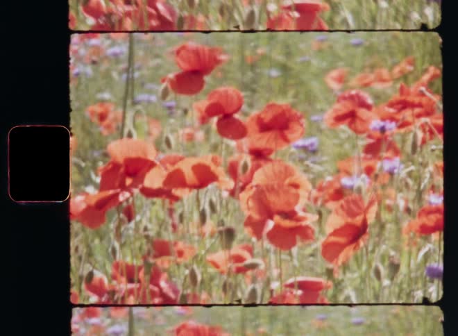 Many red poppy flowers grow alongside a few purple flowers in a grassy field as the plants sway or move in the wind or breeze on a warm summer or spring time day with great weather and sunshine spreading spring vibes