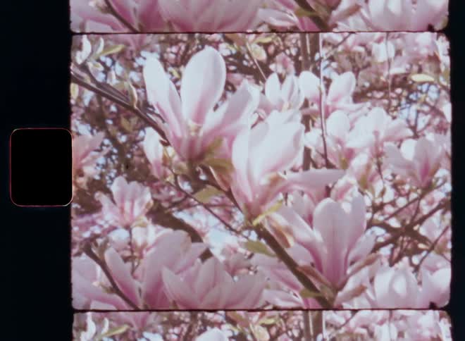 A hand-held Super 8 closeup view of pink cherry blossoms or white magnolia tree against a clear blue sky as the sun shines on a bright day during daytime caught on vintage film
