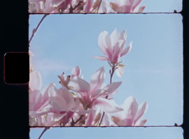 A single magnolia flower at the tip of a branch rises up into the bright blue sky from the whole tree covered in blossoming flowers as a light breeze makes the petals move and sway in the wind and the sun shines