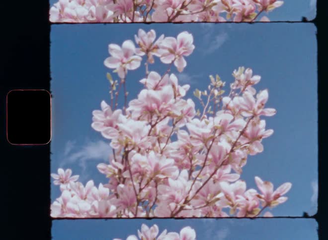 The branches of a magnolia tree or bush are covered in pink flowers as they are moving or swaying in the wind or breeze as the bright sunshine makes them glow in front of the clear blue sky with white clouds caught on vintage film