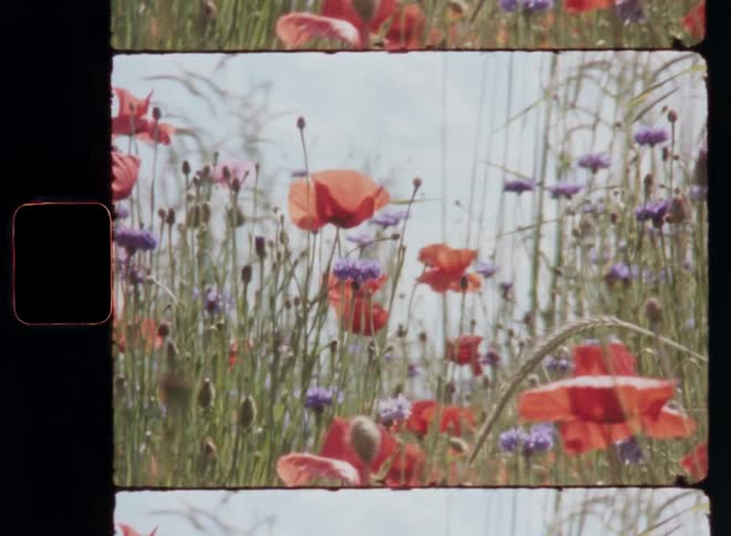 Super 8 film footage with upward camera movement of field with vast red and purple flowers symbolizing biodiversity and abundancy as great habitat for pollinators as a car drives by on the road or street next to the flower field