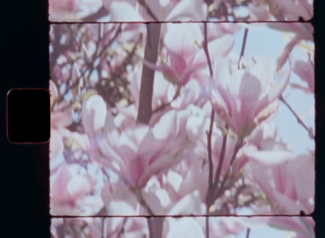 A beautiful plant with many stunning flowers with pink and white petals on several branches against the blue sky in bright sunlight as the sun shines onto the bush or tree in full blossom with vintage spring vibes