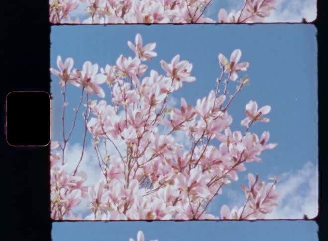 Tree branch with cherry or pink magnolia blossoms against a blue sky showing the pristine beauty of Mother Nature as the sun shines and the wind moves the flowers on Super 8 film footage with nostalgic retro vibes