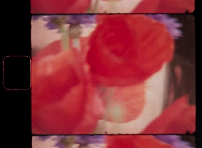 Close-up of the brown eyes of attractive brunette woman smiling as she moves a red poppy flower in front of her face as she peeks out from behind it and reveals her happy and captivating facial expression in a mysterious way on Super 8