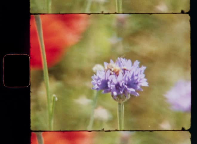 Wild honey bee collecting pollen grains in wildflower field on a sunny spring or early summer day with bright sunshine spreading spring vibes while sitting on a purple or lilac cornflower in front of a blossoming red poppy