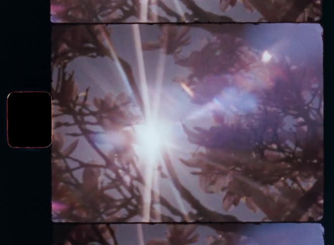 The bright sun shines through the branches of a magnolia tree covered in pink and white flowers as the sunrays break through the leaves causing reflections of sunlight and lens flares in the vintage Super 8 film camera