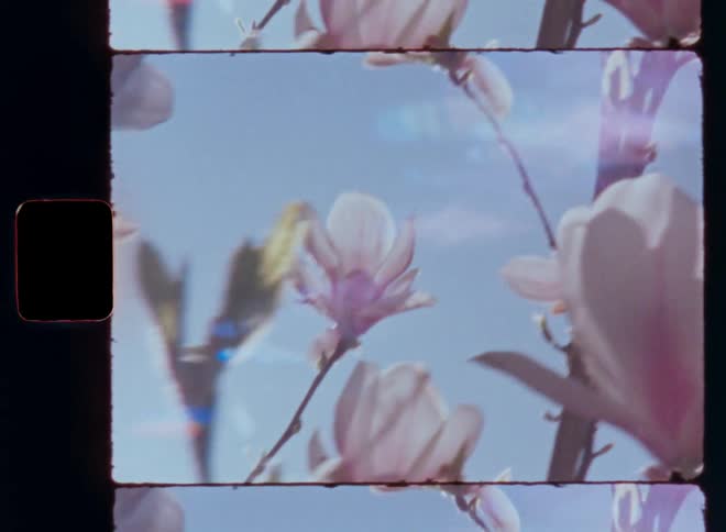 Close up with dynamic camera movement of branches with pink cherry blossoms or flowering magnolia flowers against a blue sky as the sun shines causing a bright lens flare in the vintage Super 8mm camera