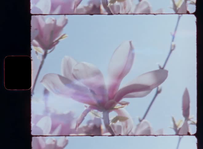 Bright sunlight shines onto a pink magnolia flower against a blue sky as the sunrays break through the petals surrounded by more blossom and flower buds on retro S8 film