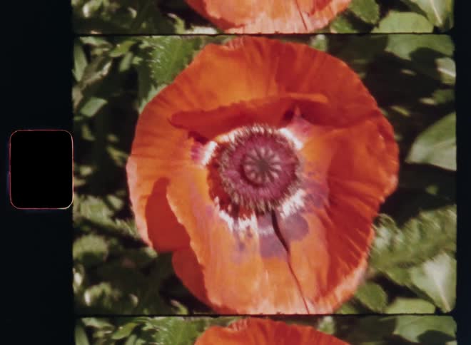 Dynamic Super-8 film scan zooming in onto an orange tulip or red poppy flower isolated by green plants in a flower bed in a garden or backyard as the sun shines brightly during the middle of the summer day