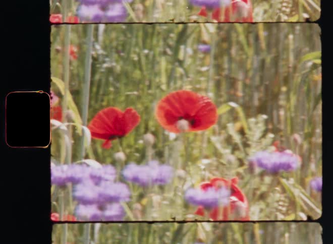Revealing a vibrant red poppy flower in a green field among other pink and lilac cornflowers or bluebottles with upward handheld camera movement as a bee or bumblebee flies by in the bright sunshine on warm spring day
