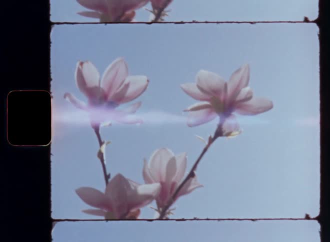 Pink and white flowers bloom on a large magnolia plant in front of the vibrant blue sky as the sun shines into the vintage Super-8 camera causing lens flares and glares with a soft retro vibe