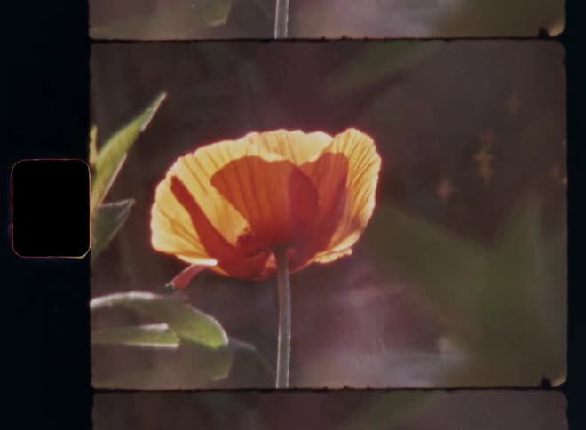 Orange or light red poppy flower blossoms amid green leaves and other plants as the vibrant colors of the beautiful petals glow in front of the dark background while the sun shines from the rear making it pop with contrast
