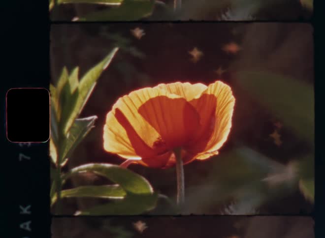 A vibrant orange red poppy flower with a dark center surrounded by green leaves as the bright sunshine light reflects creating bokehs shaped like stars sparkling or glittering in the dark background on vintage 8mm film scan footage