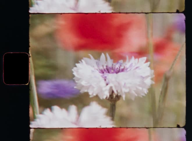 A white and purple flower grows in a field with other plants such as red poppies and lilac cornflowers or bluebottles caught on vintage Super 8 film with dynamic sideways camera movement