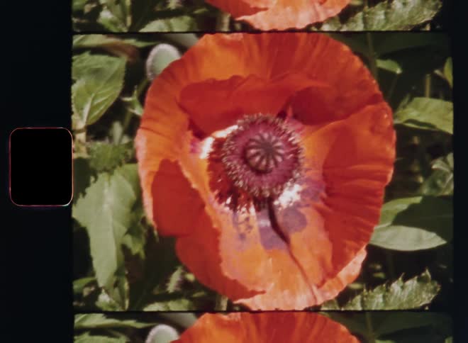 A honey bee lands on a red or orange poppy flower that is fully in bloom collecting pollen and pollinating the plant in bright sunshine filmed on Super 8 with dynamic hand-held camera movement