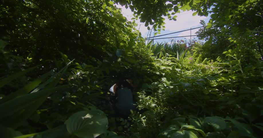 A child running through the lush overgrown vegetation in the backyard