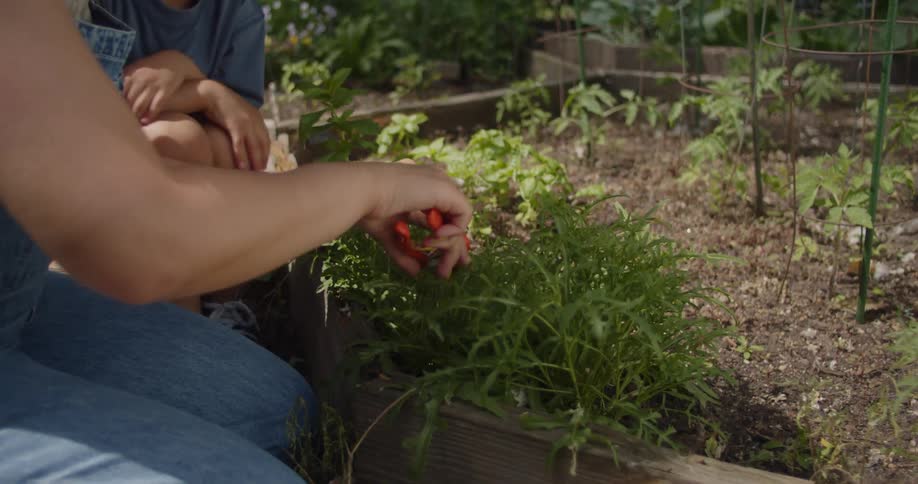 A mother and son are trimming herbs in the garden
