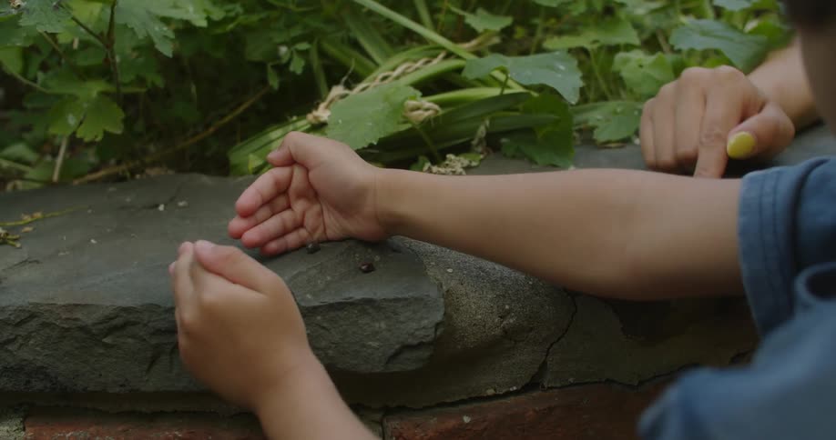 Close up of a child playing with a couple of insects on a rock retaining wall